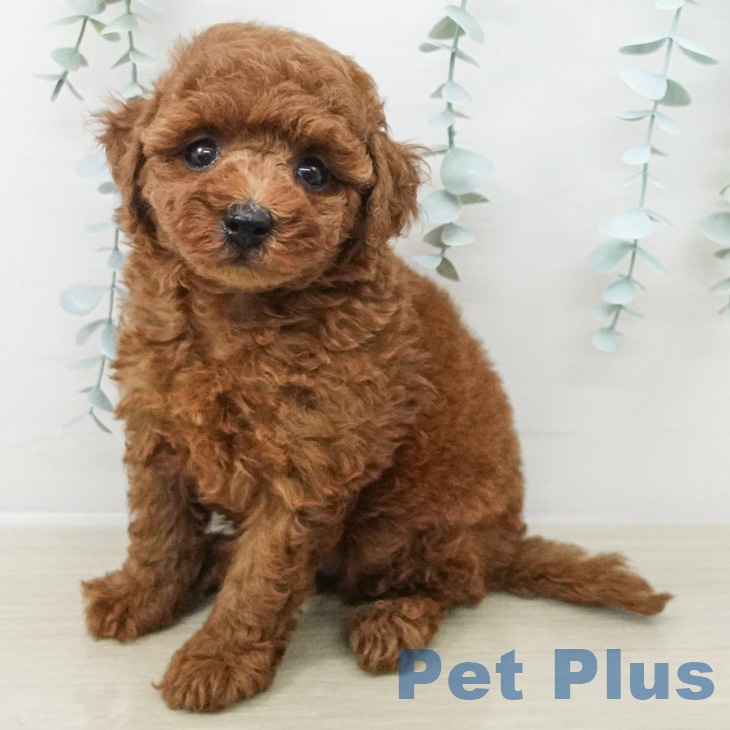 福島県のトイプードル(トイ) (ペットプラス 福島店/2026年6月14日生まれ/男の子/レッド)の子犬の1枚目の画像