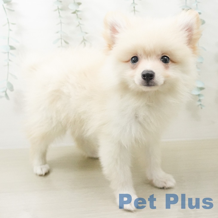 宮城県のポメラニアン (ペットプラス 仙台泉大沢店/2026年6月6日生まれ/男の子/クリーム)の子犬の1枚目の画像