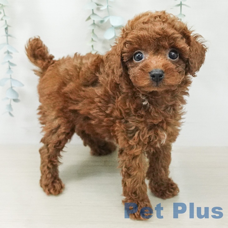 神奈川県のトイプードル(トイ) (ペッツワン 鎌倉梶原店/2026年6月22日生まれ/男の子/レッド)の子犬の2枚目の画像