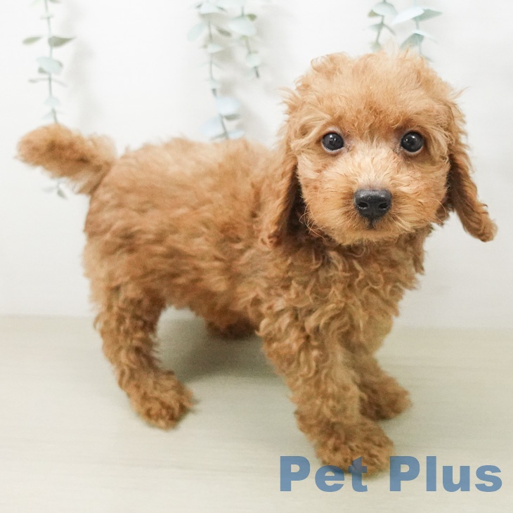 神奈川県のトイプードル(トイ) (ペットプラス 座間店/2026年6月19日生まれ/男の子/レッド)の子犬の1枚目の画像