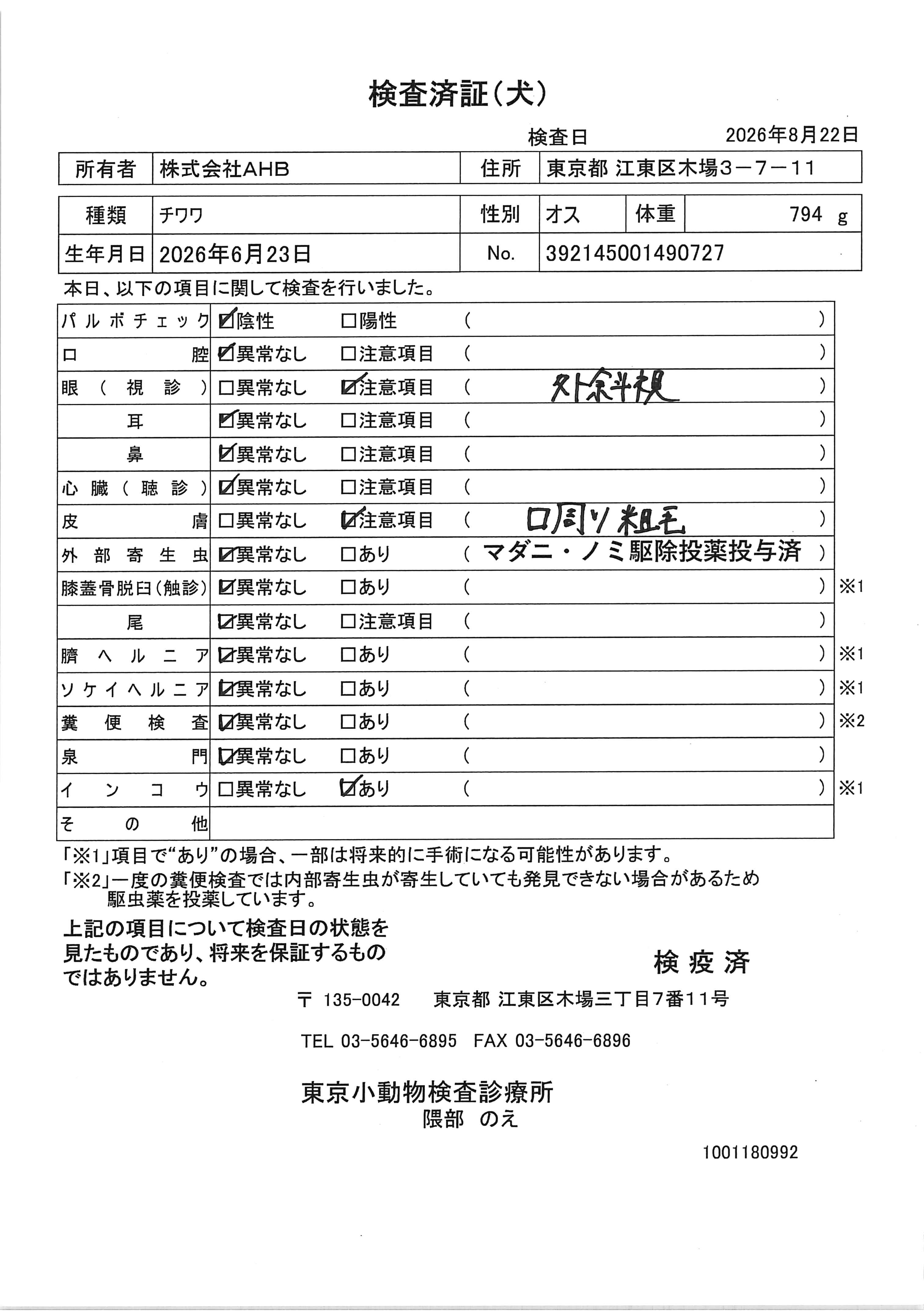チワワ