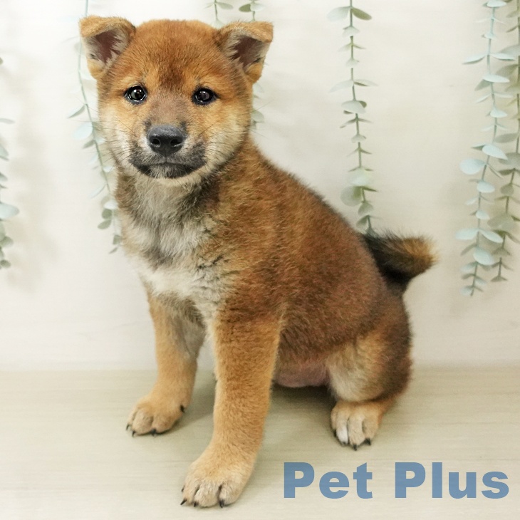 柴