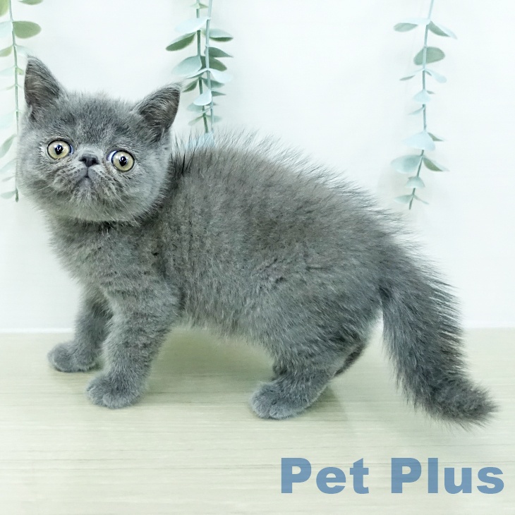 埼玉県のエキゾチック (ペットプラス 羽生店/2026年6月12日生まれ/男の子/ブルー)の子猫の1枚目の画像