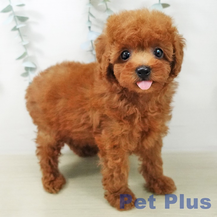 トイ・プードル