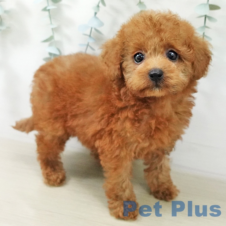 埼玉県のトイプードル(トイ) (ペットプラス 八潮店/2026年6月24日生まれ/女の子/レッド)の子犬の1枚目の画像