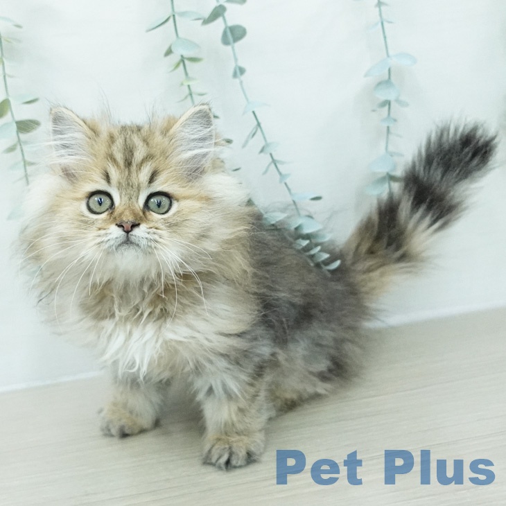 長崎県のペルシャ (ペットプラス 長崎店/2026年6月12日生まれ/男の子/チンチラゴールデン)の子猫の2枚目の画像