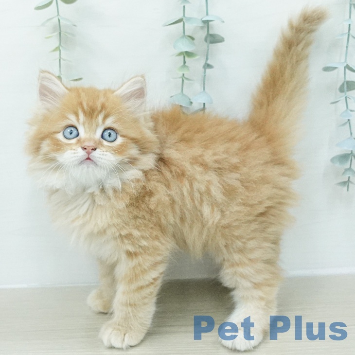 香川県のラガマフィン (ペットプラス 綾川店/2026年6月24日生まれ/男の子/レッドタビー)の子猫の1枚目の画像