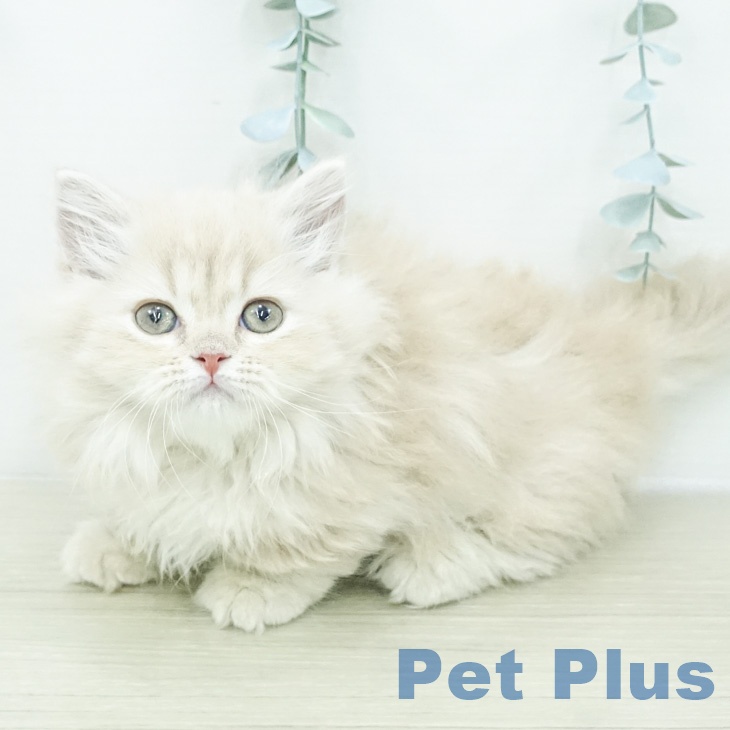 マンチカン