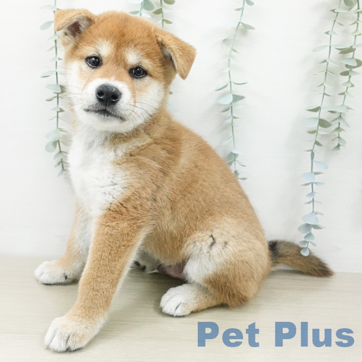 山梨県の柴犬(標準サイズ) (ペットプラス 甲府国母店/2026年6月26日生まれ/男の子/赤)の子犬の1枚目の画像