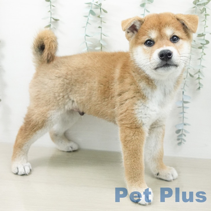 山梨県の柴犬(標準サイズ) (ペットプラス 甲府国母店/2026年6月26日生まれ/男の子/赤)の子犬の2枚目の画像