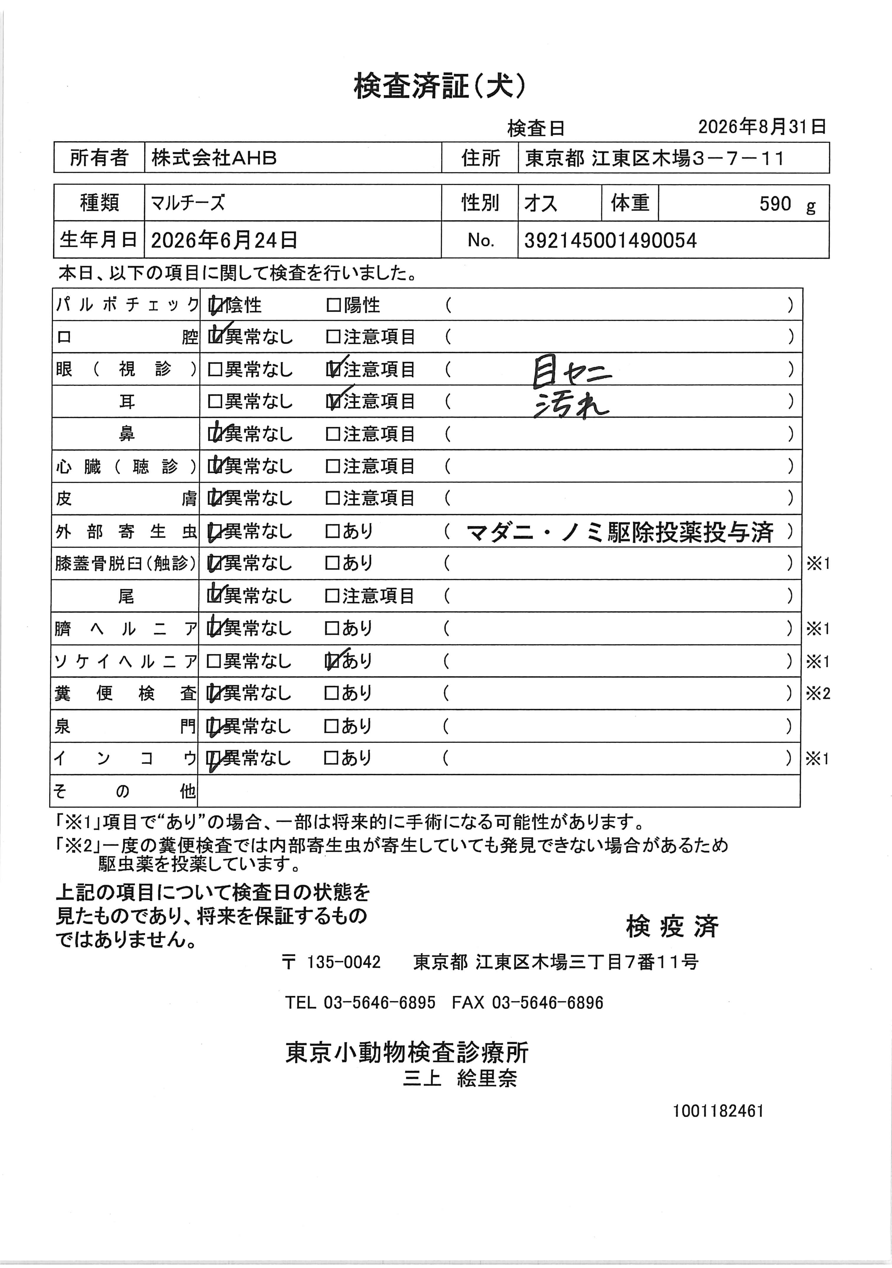 マルチーズ