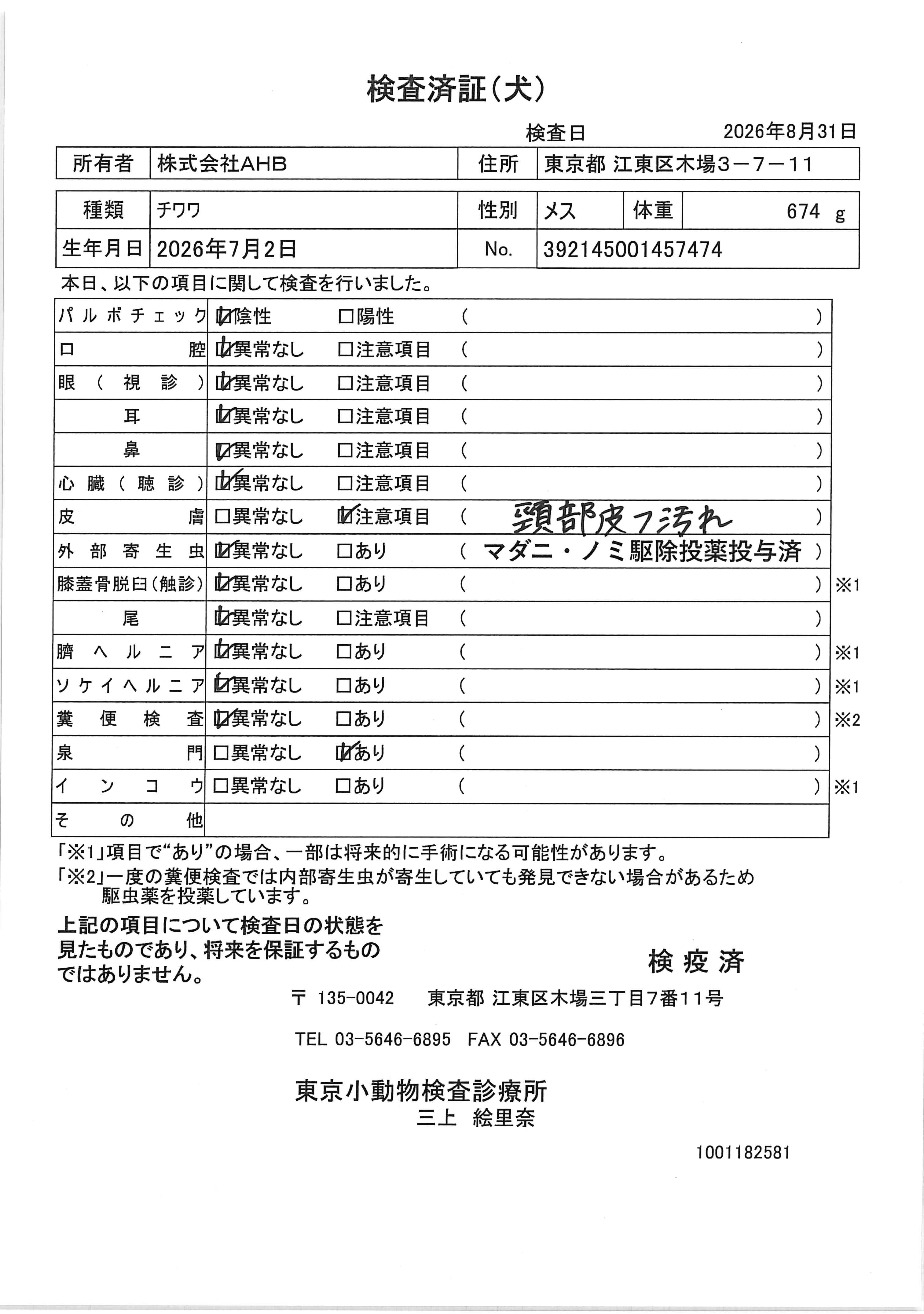 チワワ