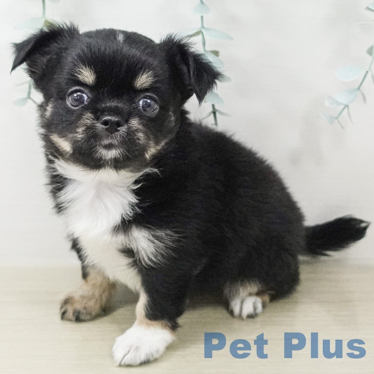 東京都のチワワ(ロング) (ペットプラス 立川高島屋S.C.店/2026年7月6日生まれ/男の子/ブラックタンホワイト)の子犬の1枚目の画像