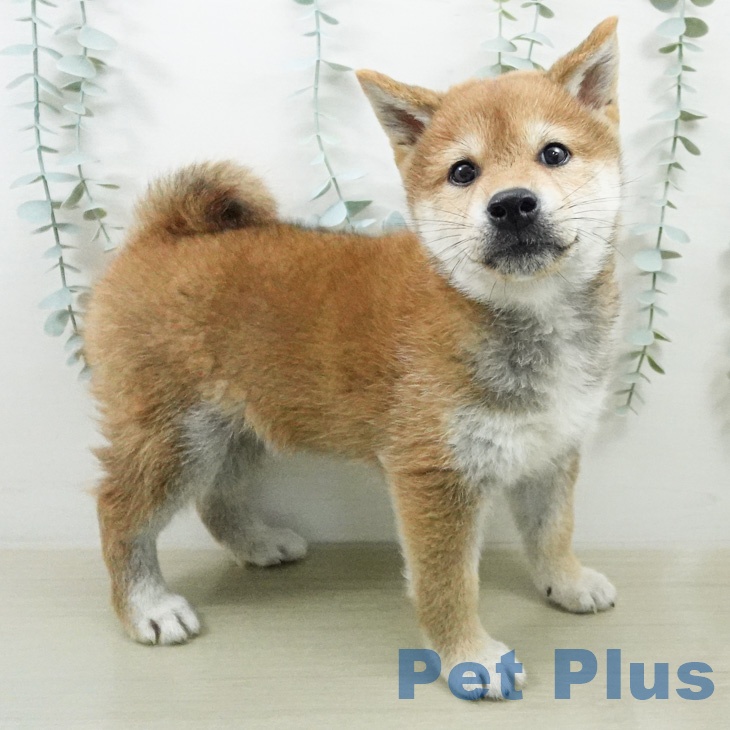 長野県の柴犬(標準サイズ) (ペットプラス 長野店/2026年6月30日生まれ/男の子/赤)の子犬の1枚目の画像