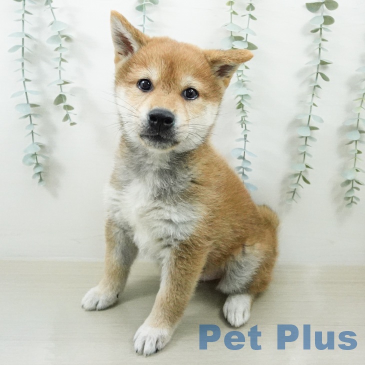 長野県の柴犬(標準サイズ) (ペットプラス 長野店/2026年6月30日生まれ/男の子/赤)の子犬の2枚目の画像
