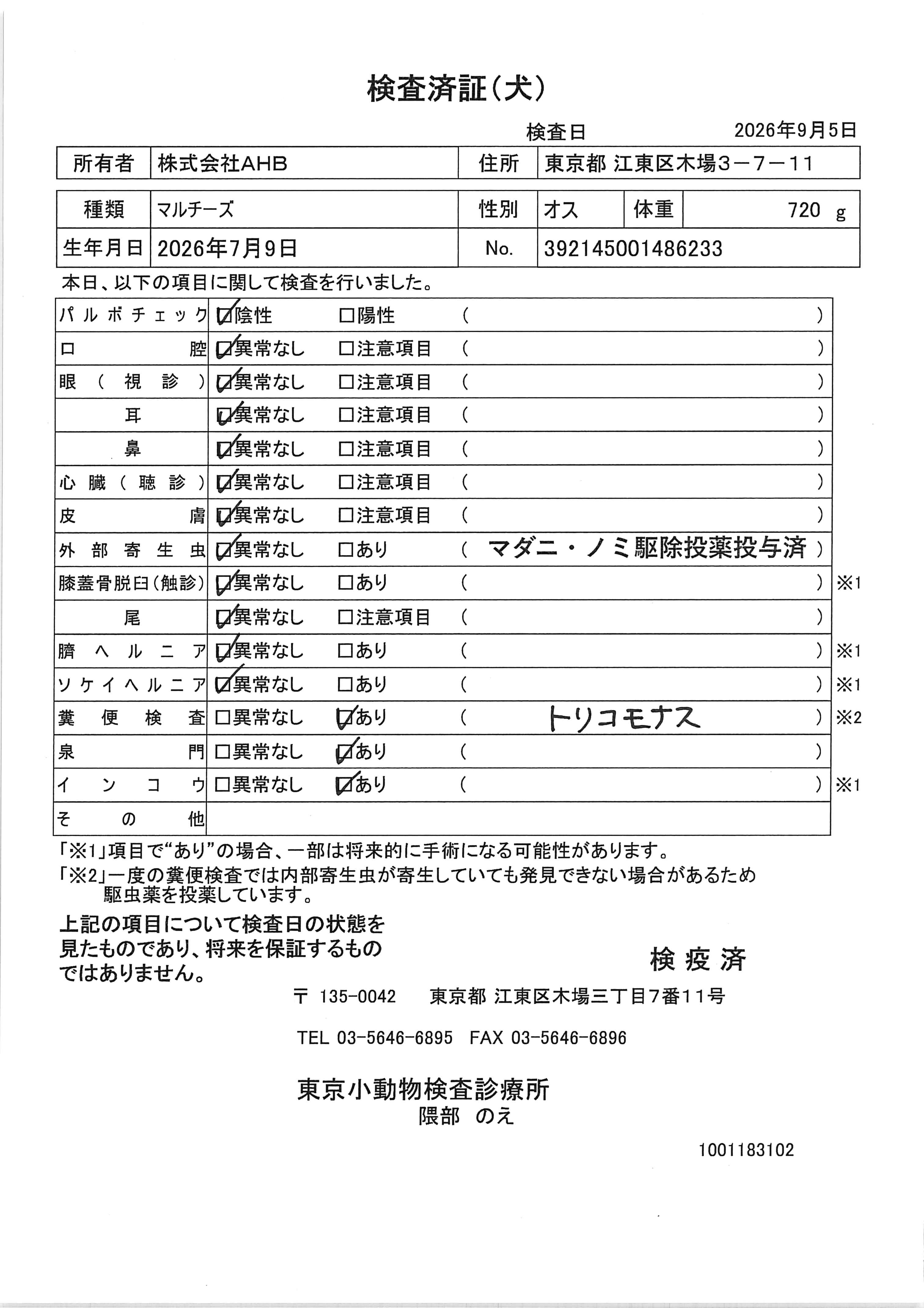 マルチーズ