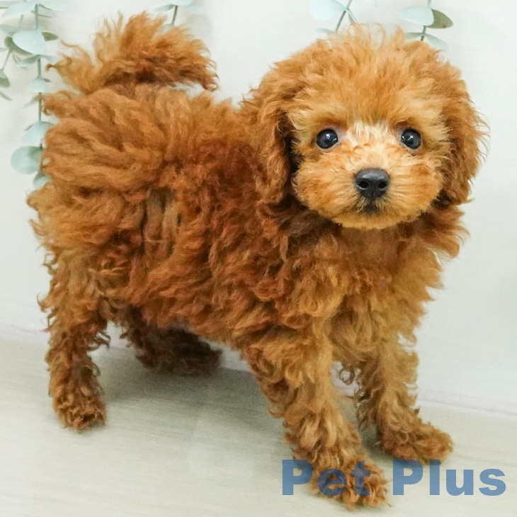 茨城県のトイプードル(トイ) (ペットプラス つくば店/2026年7月7日生まれ/女の子/レッド)の子犬の2枚目の画像