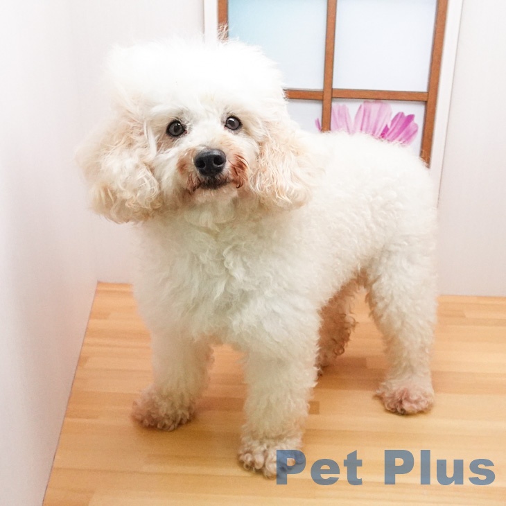 トイプードル トイ・プードルの詳細情報 | PetPlus パートナードッグ&キャット