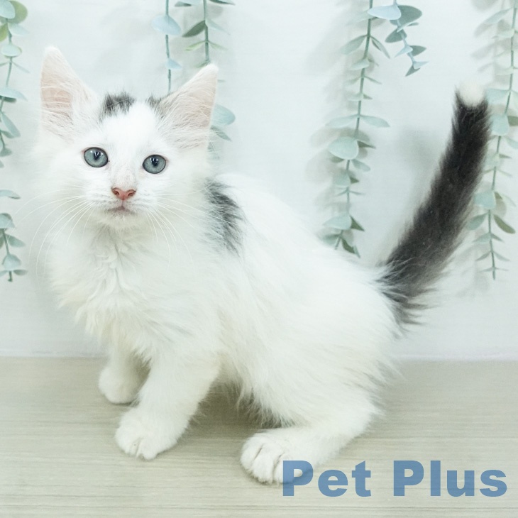 ノルウェージャンフォレストキャット