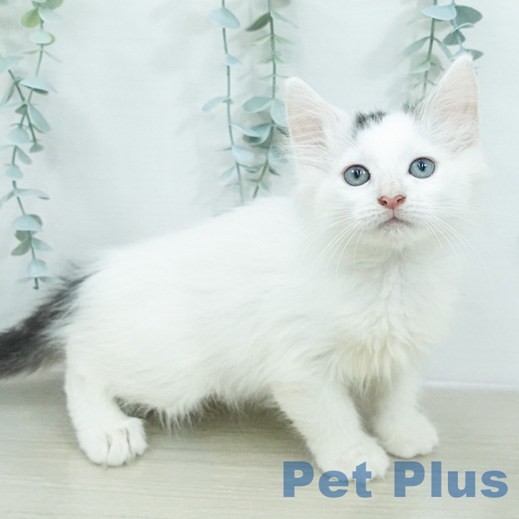 ノルウェージャンフォレストキャット