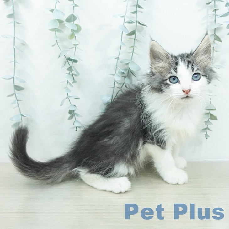 ノルウェージャンフォレストキャット