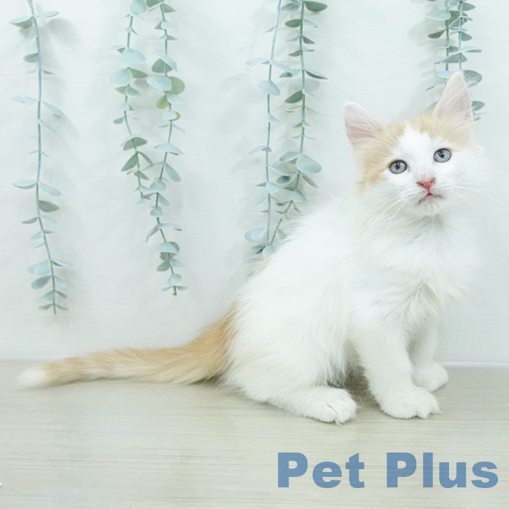 ノルウェージャンフォレストキャット