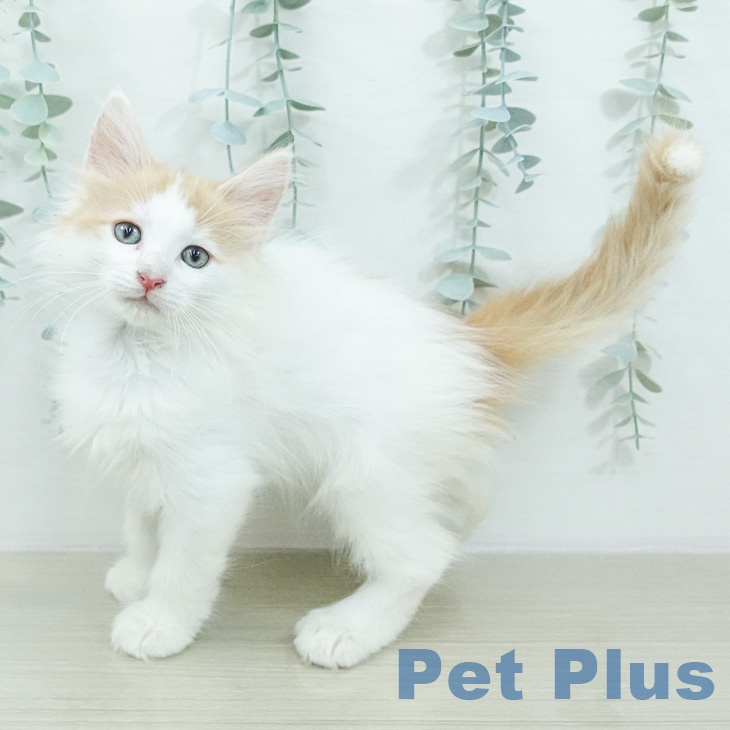 ノルウェージャンフォレストキャット