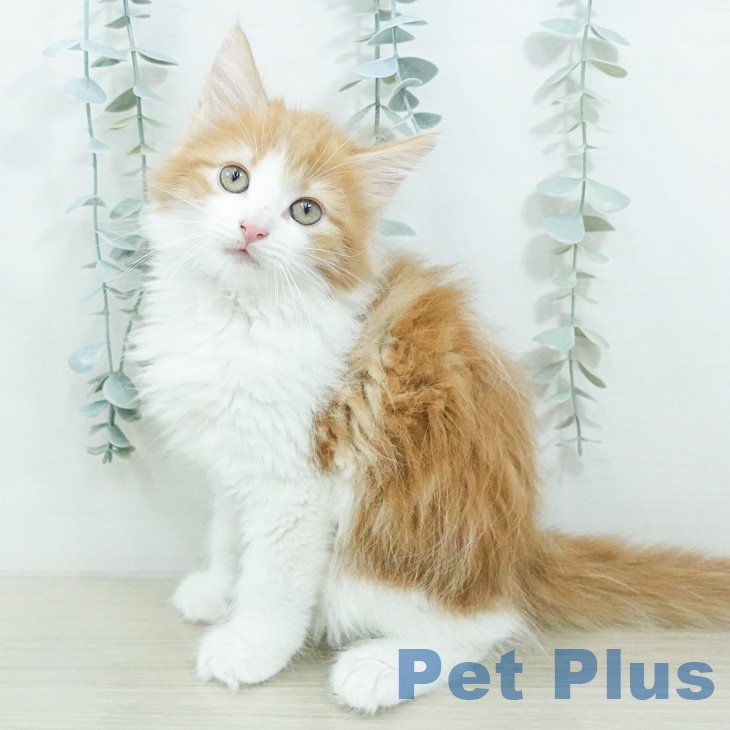 ノルウェージャンフォレストキャット