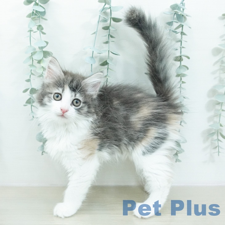 ノルウェージャンフォレストキャット
