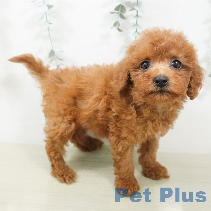トイ・プードル