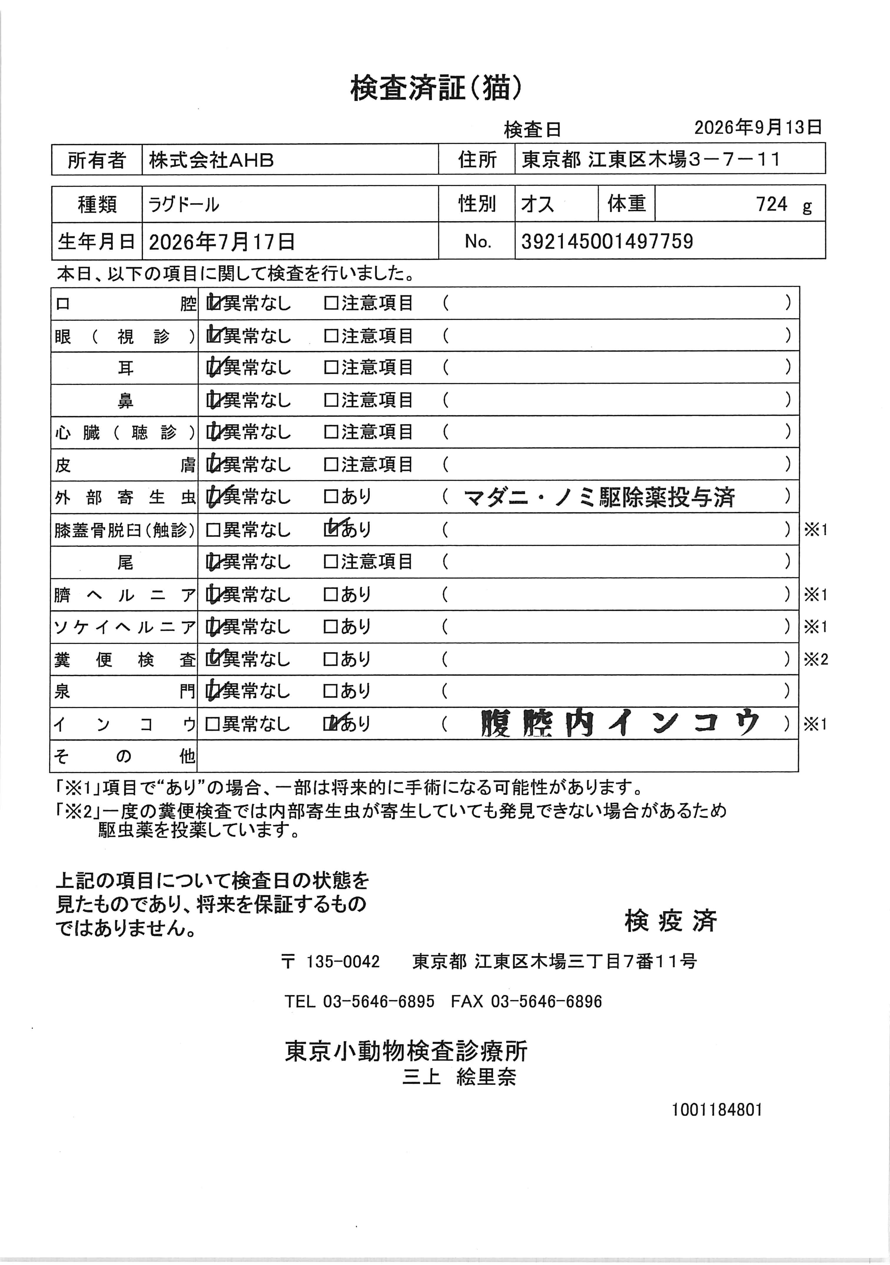 ラグドール