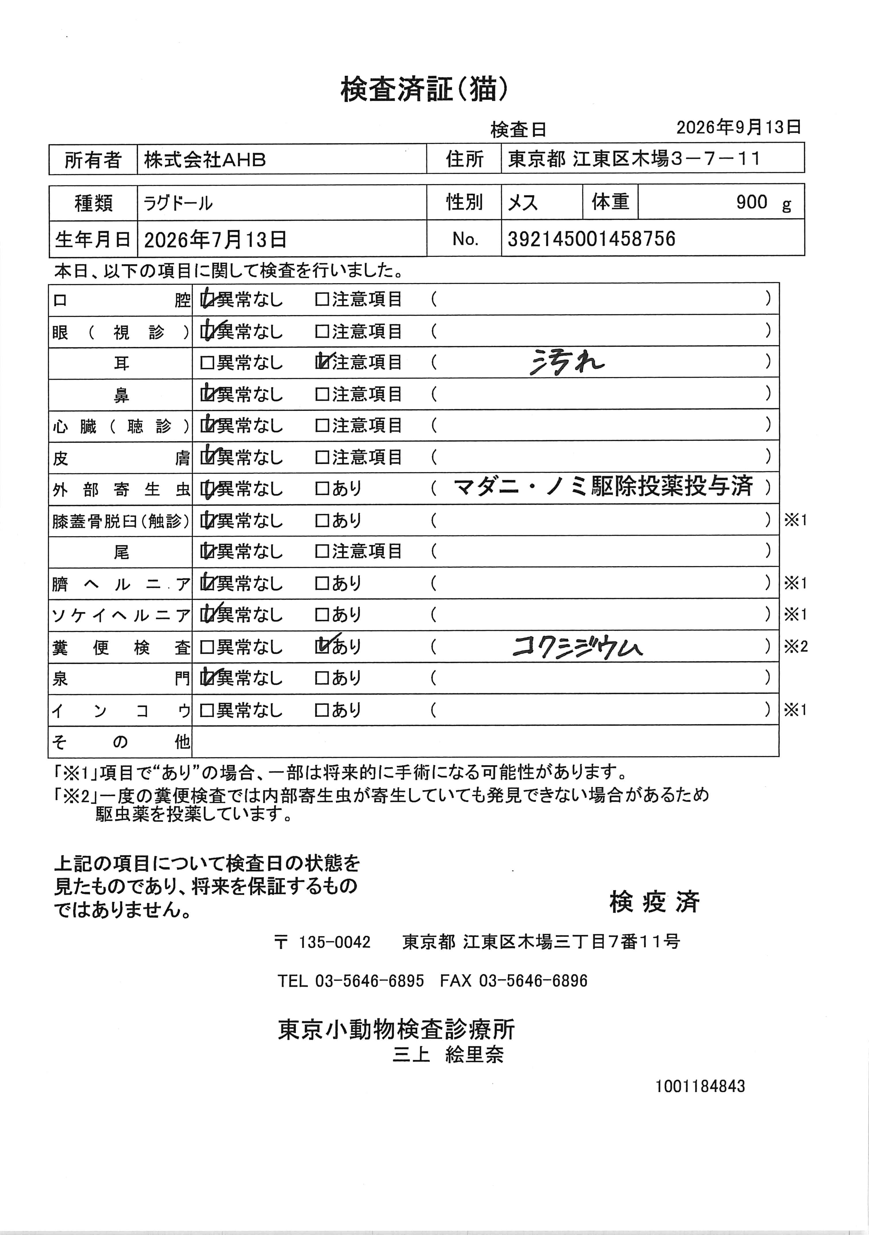 ラグドール