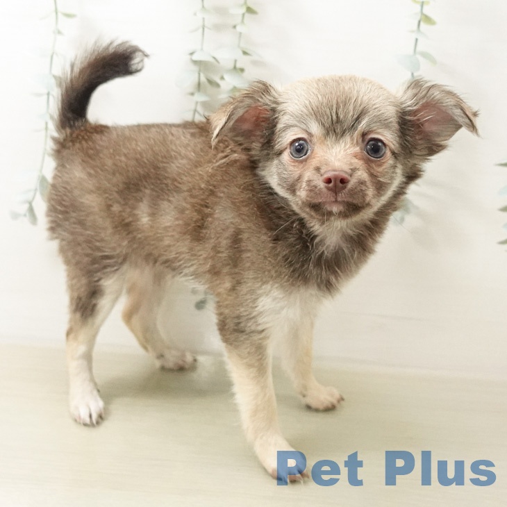 チワワ