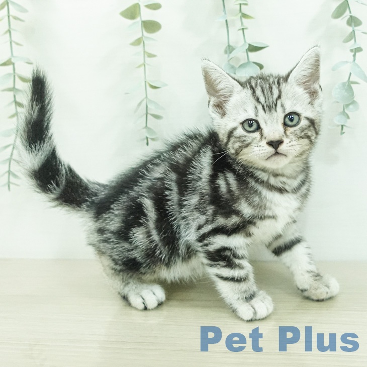 アメリカンショートヘア