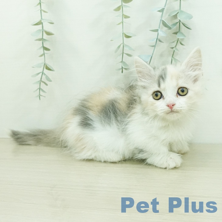 マンチカン