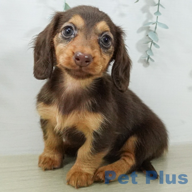 カニーンヘン・ダックスフンド