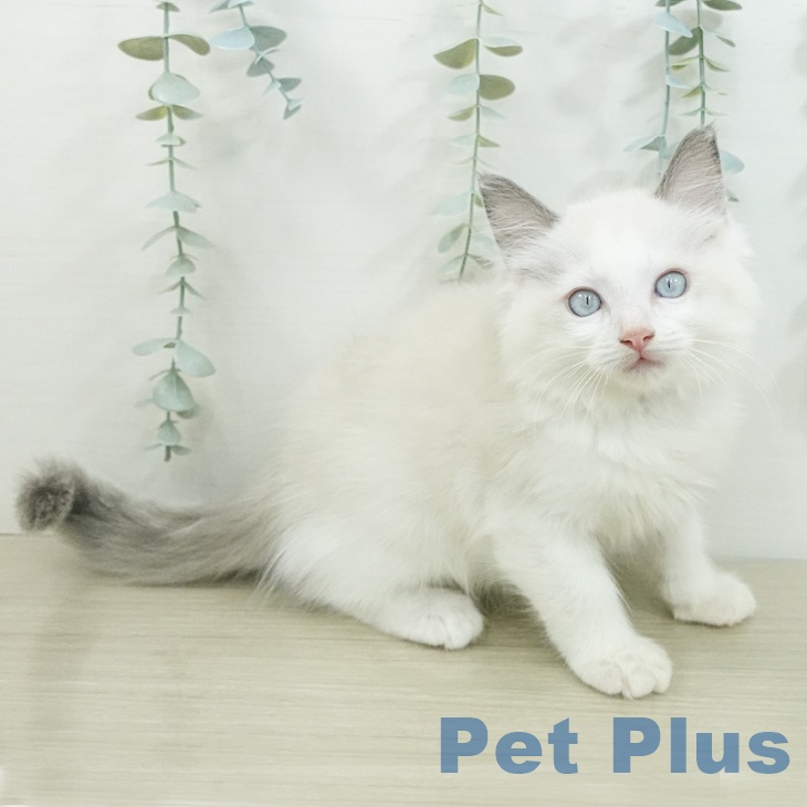 ラグドールの写真2