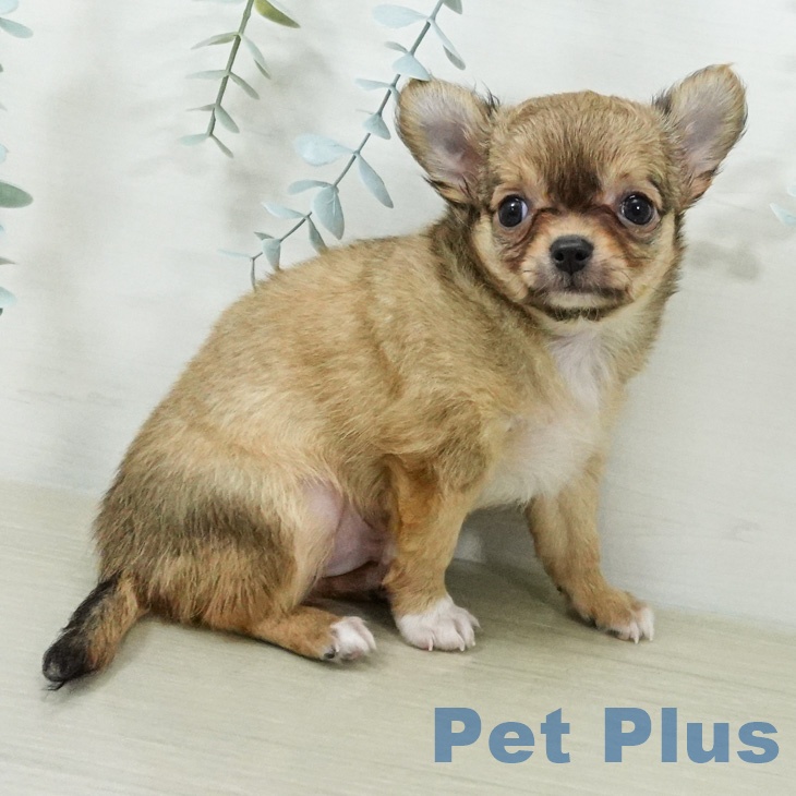 チワワ