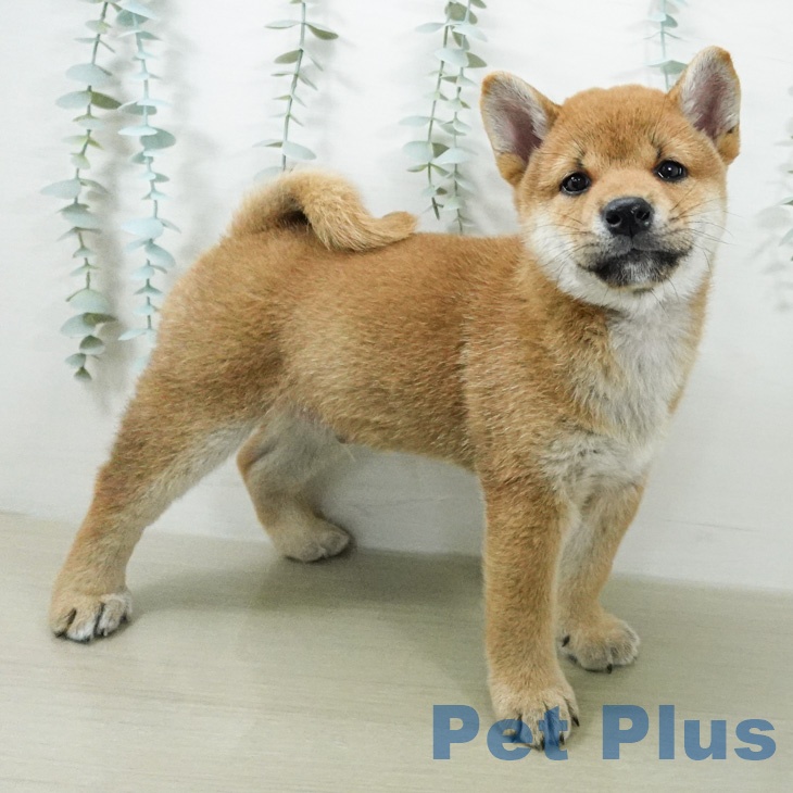 柴