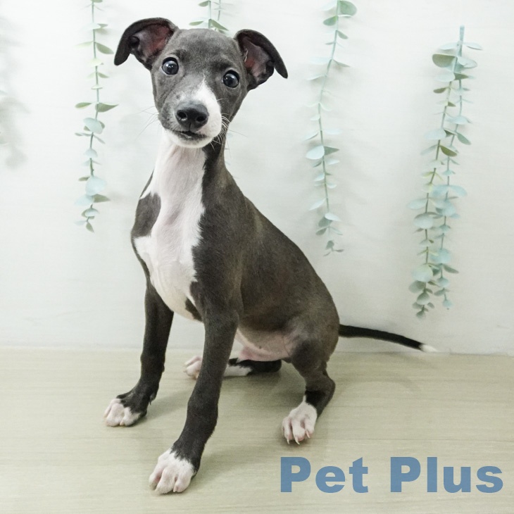 イタリアン・グレーハウンド