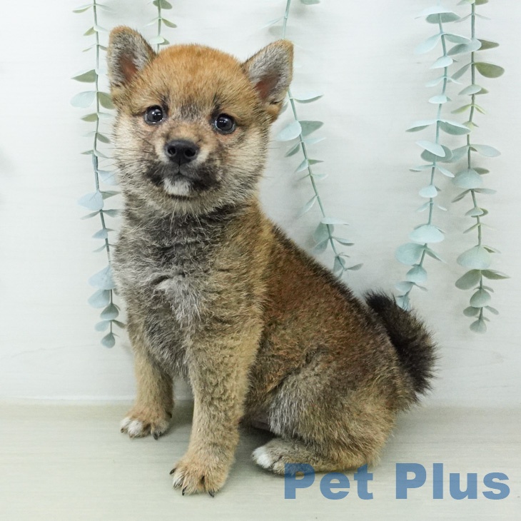 東京都の柴犬(標準サイズ) (ペットプラス 日の出店/2026年7月22日生まれ/男の子/赤)の子犬の1枚目の画像