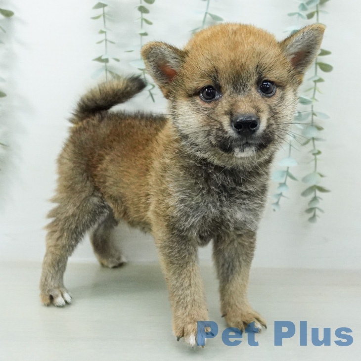 東京都の柴犬(標準サイズ) (ペットプラス 日の出店/2026年7月22日生まれ/男の子/赤)の子犬の2枚目の画像