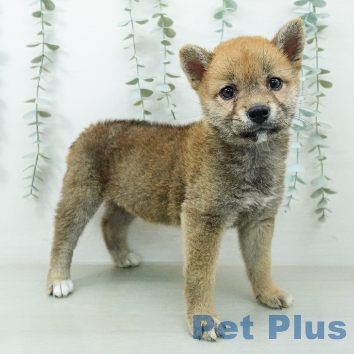 埼玉県の柴犬(標準サイズ) (ペットプラス コクーンシティ店/2026年7月22日生まれ/女の子/赤)の子犬の1枚目の画像