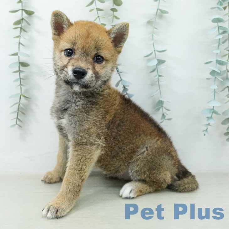 埼玉県の柴犬(標準サイズ) (ペットプラス コクーンシティ店/2026年7月22日生まれ/女の子/赤)の子犬の2枚目の画像
