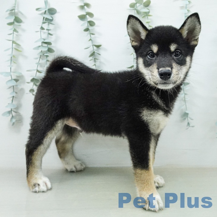 埼玉県の柴犬(標準サイズ) (ペッツワン 吉川美南店/2026年7月27日生まれ/男の子/黒)の子犬の1枚目の画像