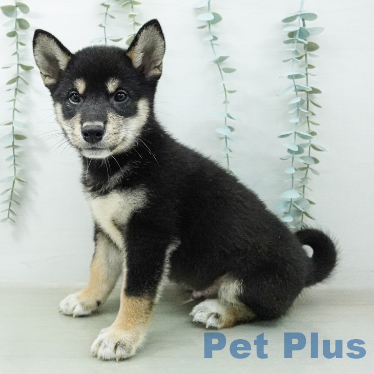 埼玉県の柴犬(標準サイズ) (ペッツワン 吉川美南店/2026年7月27日生まれ/男の子/黒)の子犬の2枚目の画像