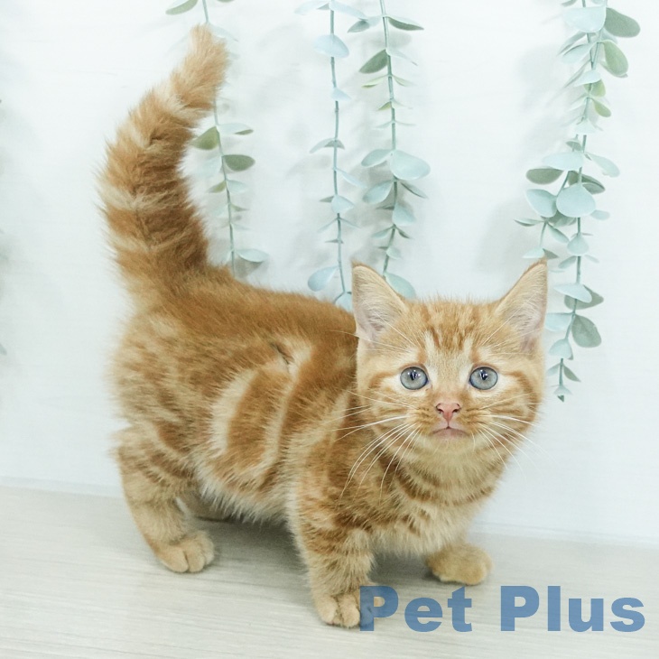 長野県のマンチカン (ペットプラス 松本店/2026年7月22日生まれ/男の子/レッドタビー)の子猫の2枚目の画像