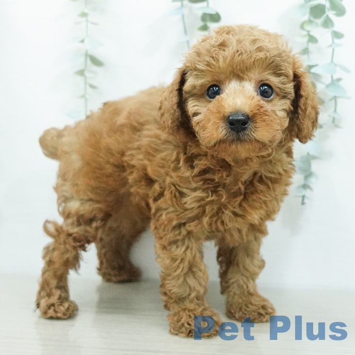 長野県のトイプードル(トイ) (ペットプラス 松本店/2026年7月28日生まれ/男の子/レッド)の子犬の1枚目の画像