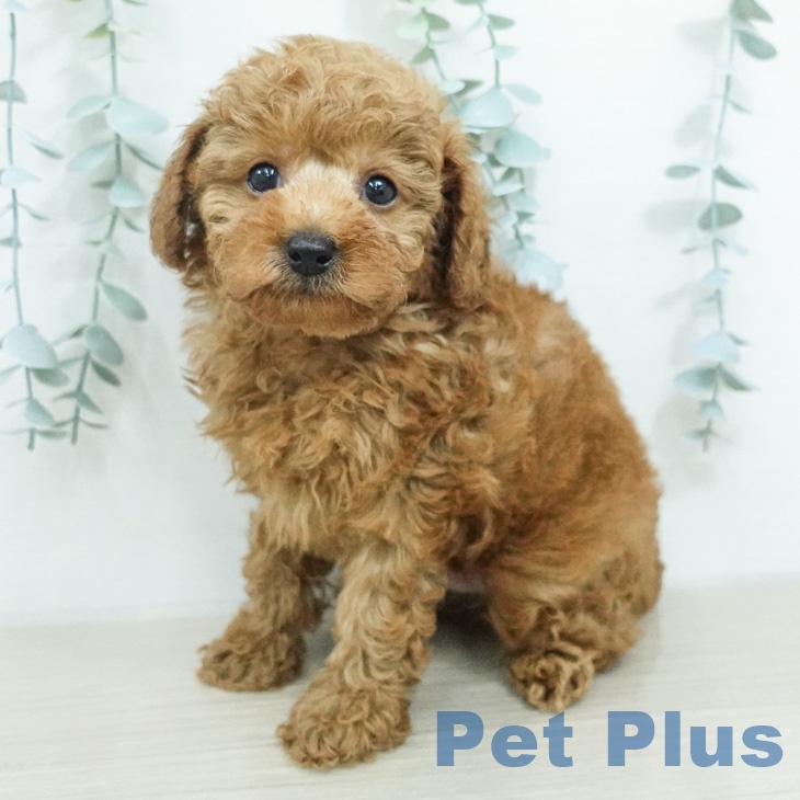 長野県のトイプードル(トイ) (ペットプラス 松本店/2026年7月28日生まれ/男の子/レッド)の子犬の2枚目の画像