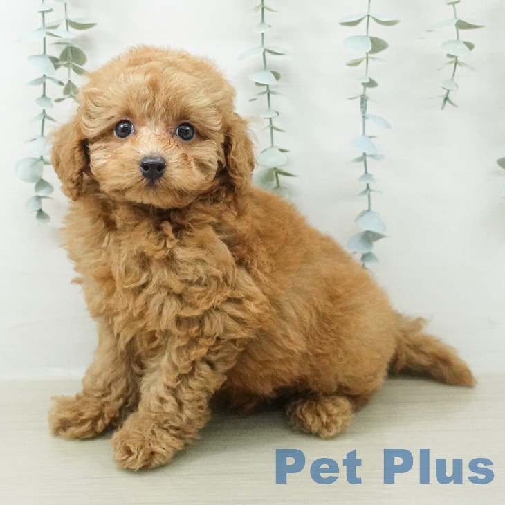 東京都のトイプードル(トイ) (ペットプラス 板橋店/2026年7月30日生まれ/男の子/レッド)の子犬の1枚目の画像
